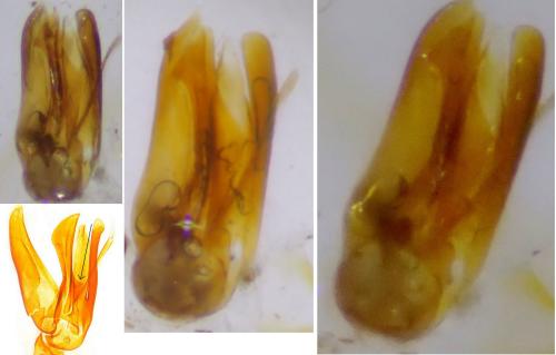 Réf. 344 933 : Dorcatoma sp.